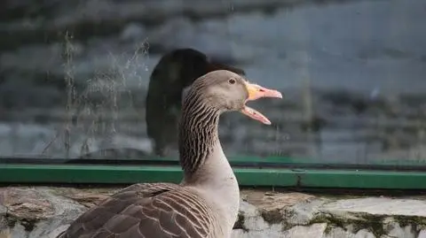 "Gęś zakochała się we własnym odbiciu"