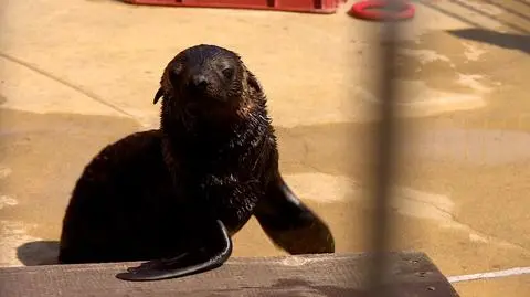Mała samiczka kotika z wrocławskiego zoo