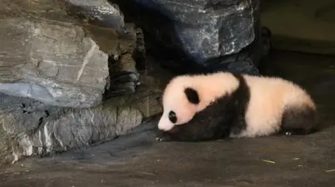 Pierwsze kroki małej pandy w zoo w Belgii