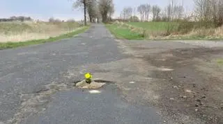 Flowers against potholes