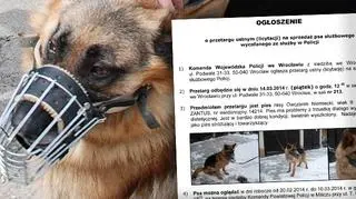 Komenda Wojewódzka Policji we Wrocławiu ogłosiła przetarg na sprzedaż swojego emerytowanego czworonożnego funkcjonariusza