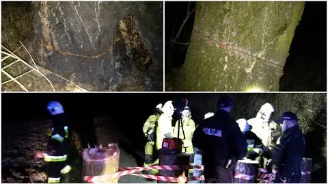 Opolszczyzna. Ktoś podcina drzewa rosnące przy drodze