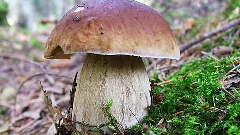 Śmiertelne żniwo wśród grzybiarzy