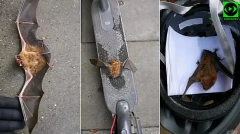 Kraków. Na hulajnodze zawiózł nietoperza do biura