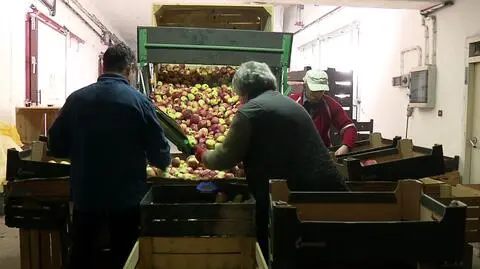Na sankcjach tracą sadownicy 