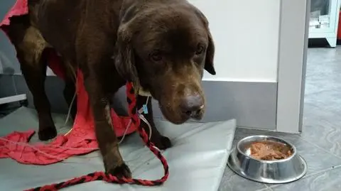 Dolny Śląsk. Pobił i porzucił labradora w lesie, szuka go policja