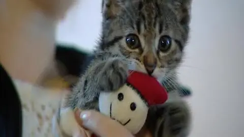 Kocia księżniczka w pałacu