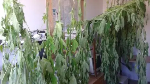 40 krzaków marihuany w lesie. 3 osoby zatrzymane