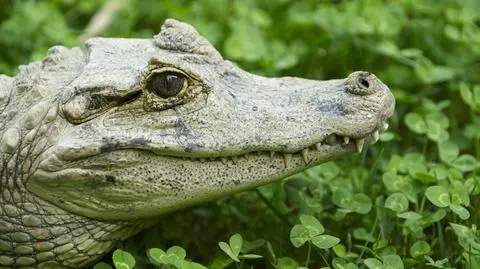 Trzymał w domu kajmana. Odpowie za znęcanie się nad zwierzętami