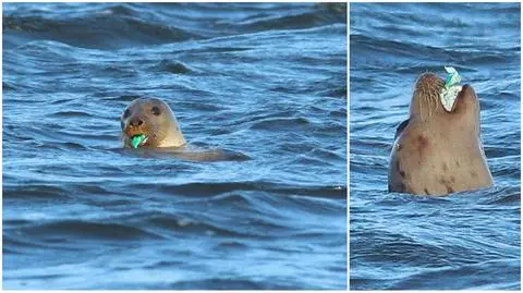 Młoda foka pływała w Ujściu Wisły i zajadała się... plastikiem 