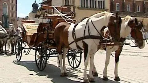 Czerwone światło dla dorożek na rynku