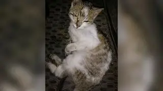 Zwierzak ze związanymi łapami wylądował w rowie