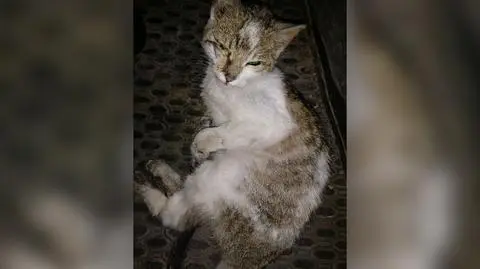 Ktoś skrępował i porzucił kota. Sprawcy szuka policja