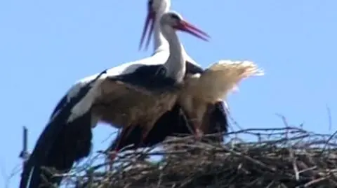 W poszukiwaniu boćka