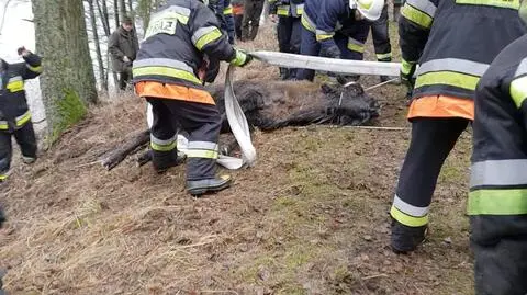 Zauważył ją nauczyciel. Żubrzycę udało się uratować