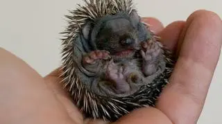 Jeżyk w Dzikiej Klinice