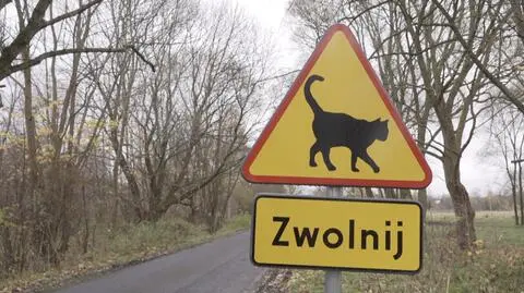 Koty ginęły na drodze. Postawił znak, by je chronić