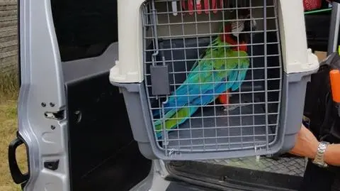 Poznań: Papuga uciekła z hodowli. Uderzyła w szybę