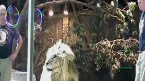 Lew zaatakował w zoo