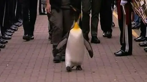 Arystokrata wśród pingwinów