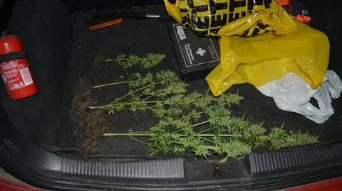 Zdradził ich zapach w aucie. Wracali z plantacji konopi indyjskich