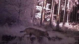 Samiec wilka uchwycony przez fotopułapkę