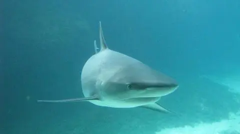 Rekiny niegroźne, bo nie reagowały na bandę Deschampa?