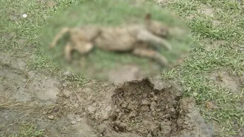Ciało psa leżało na trawniku, wyglądał jakby wygrzebał się z ziemi