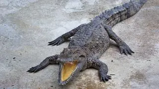 Krokodyl miał zaatakować kąpiącą się Australijkę