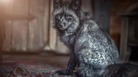 Lisica Leviska. TOZ Lubin zbiera pieniądze na kojec