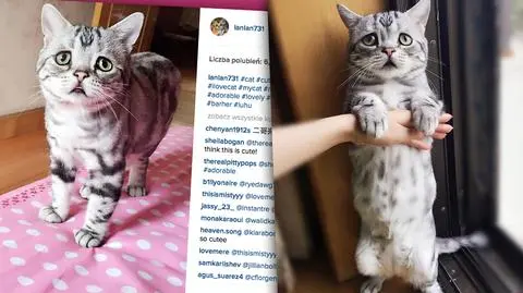 "Najsmutniejszy kot na świecie" wcale nie jest smutny