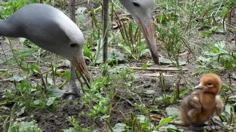 Wrocławskie zoo prezentuje: 10 dni z życia żurawia
