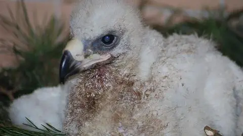 W poznańskim Zoo urodził się mały orzeł