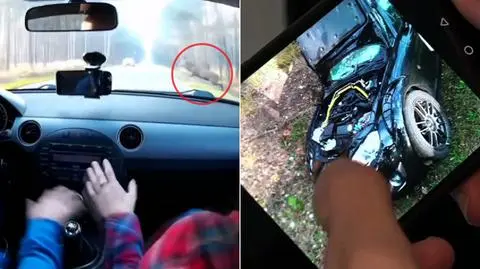 Ekspert o wypadkach z udziałem dzikich zwierząt