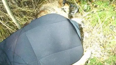 Kołobrzeg: Ktoś przywiązał psa w lesie i wysmarował keczupem