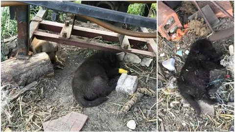 Ledwo żywe i z połamanymi łapami. Szczeniaki odebrane właścicielom