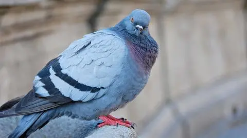 16-letni Rosjanin strzelał do gołębi w Krakowie