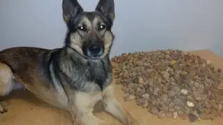 Vera wywąchała bursztyn