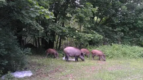 Dzika rodzinka przy ruchliwej trasie