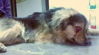 44-latek skatował Promyka? (drastyczne obrażenia psa zostały zasłonięte - red)