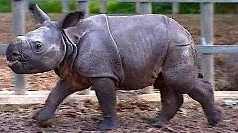 Największe niemowlę ogrodu