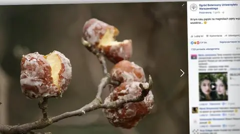Tłusty czwartek w internecie