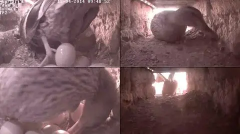 Kaczka pustułkę wystrychnęła na dudka 
i zamieszkała w jej gnieździe