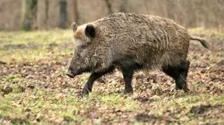 Dzik śmiertelnie poranił 85-latkę