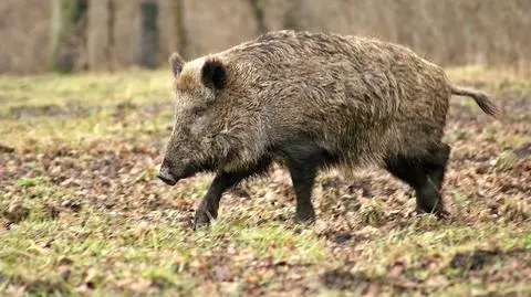 Dzik zabił 85-latkę. Właściciel minizoo usłyszał zarzuty