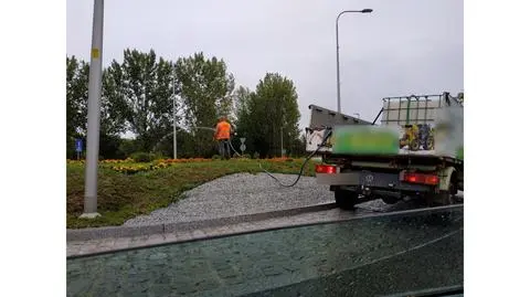 W Legnicy w trakcie deszczu podlewali kwiaty