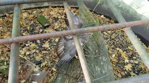 Świdnica. Biegacz uratował myszołowa uwięzionego na cmentarzu