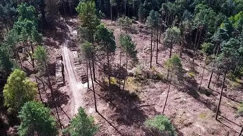 Court effectively acquitted the protesters from Białowieża Forest