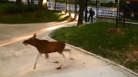 Trzy łosie biegały po Lublinie. Dwa nie żyją