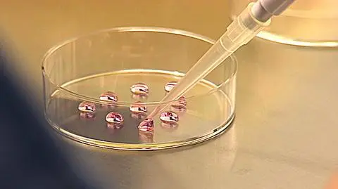 Program refundacji in vitro